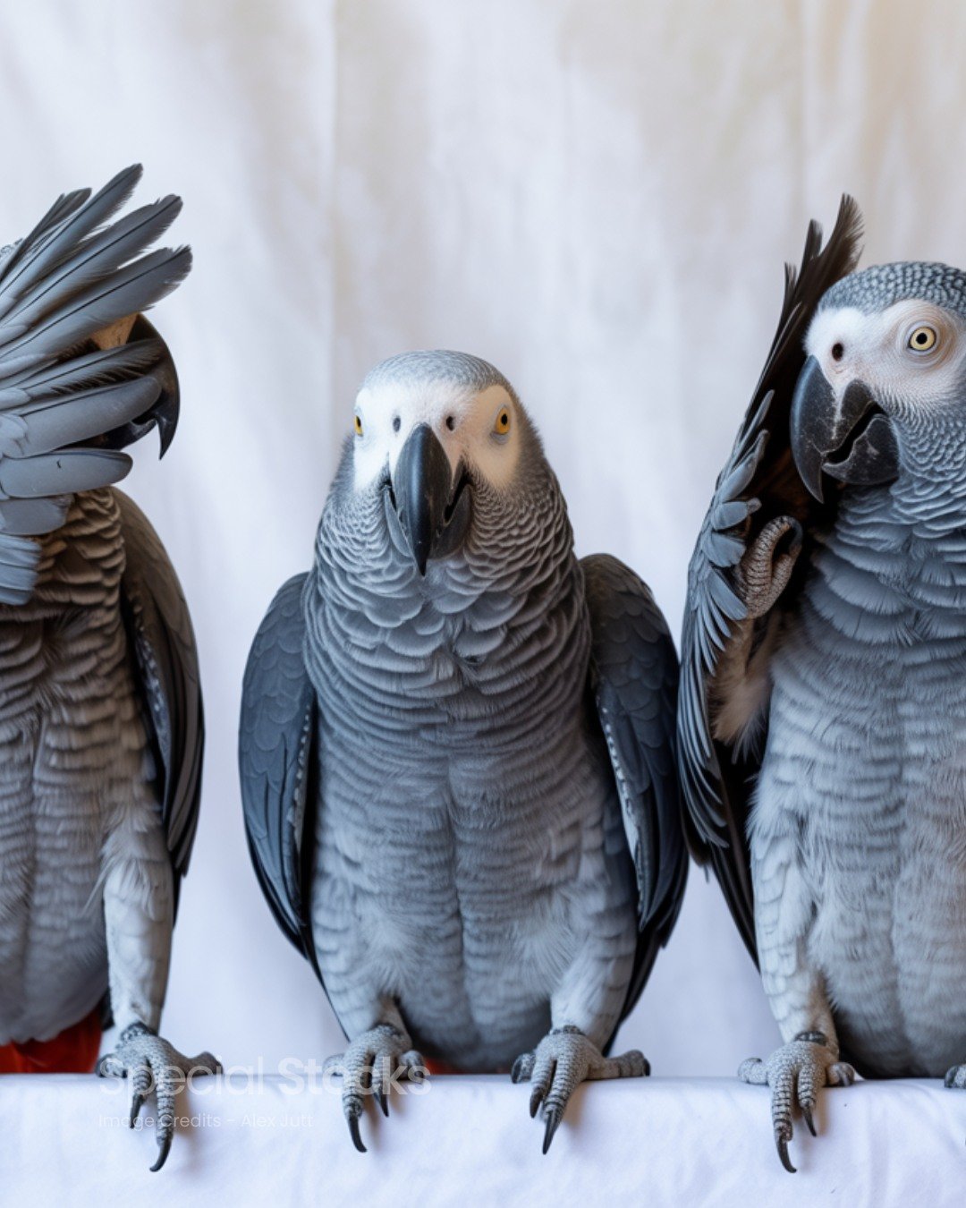 Close-up of a beautiful parrot