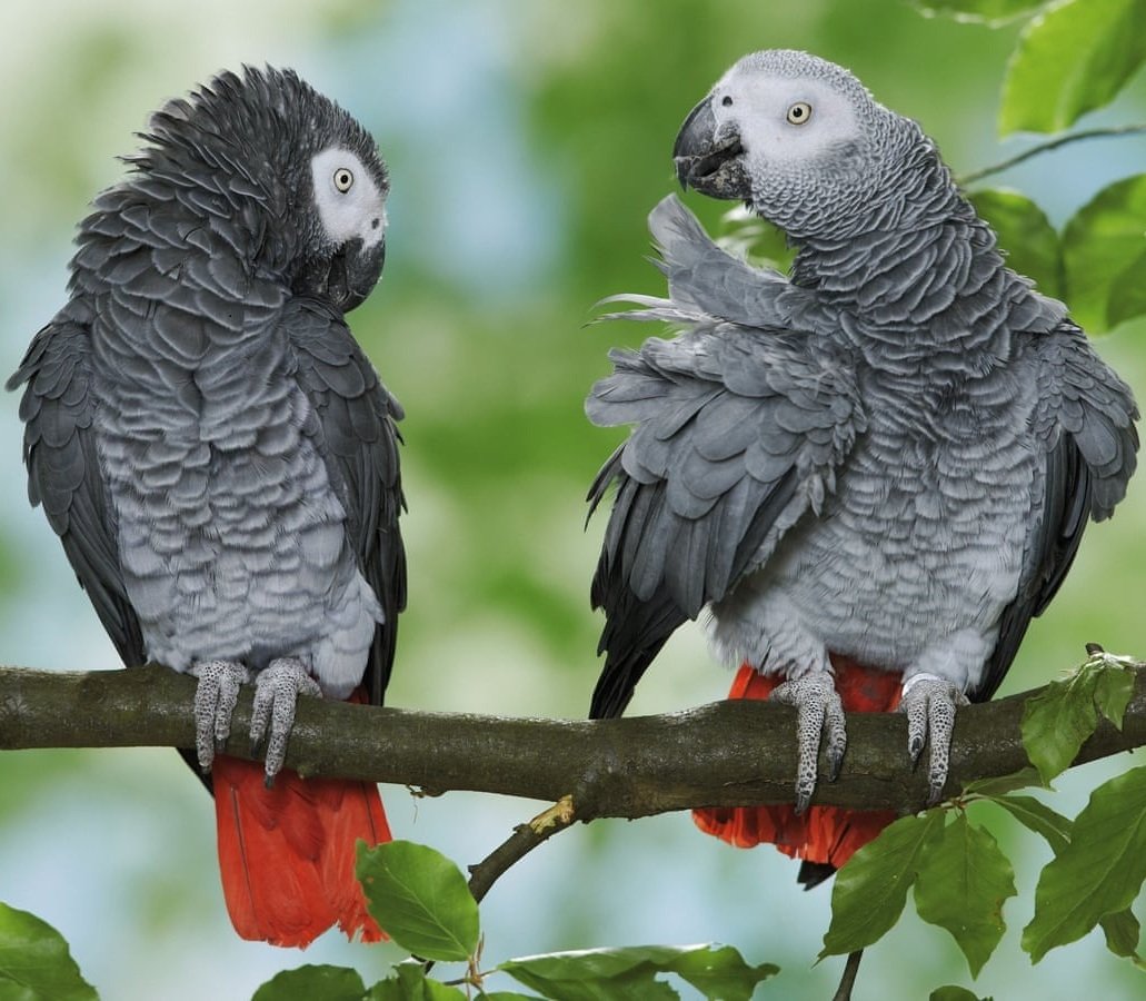 African Grey Parrot