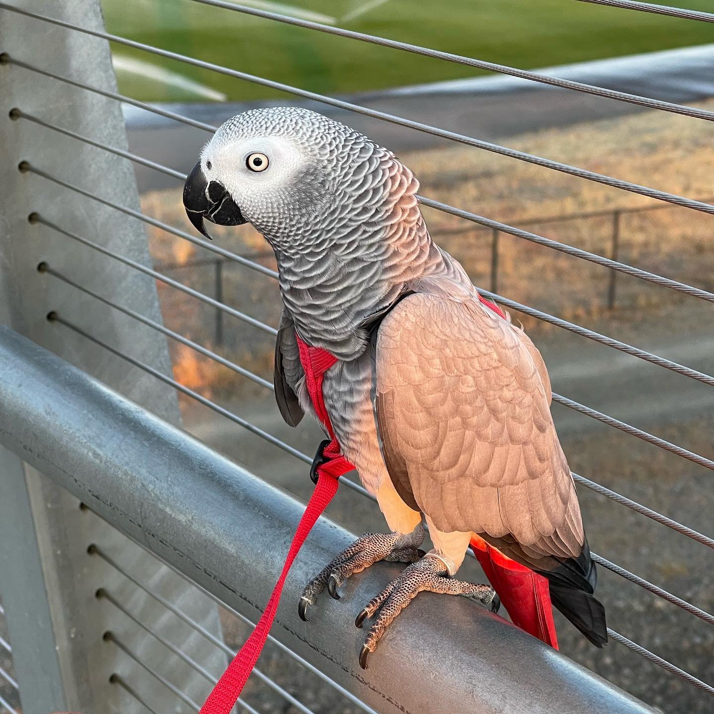 African Grey Parrot - Luna