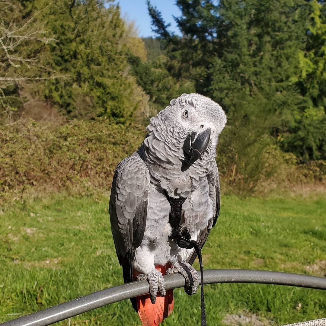 African Grey Parrot - Sage