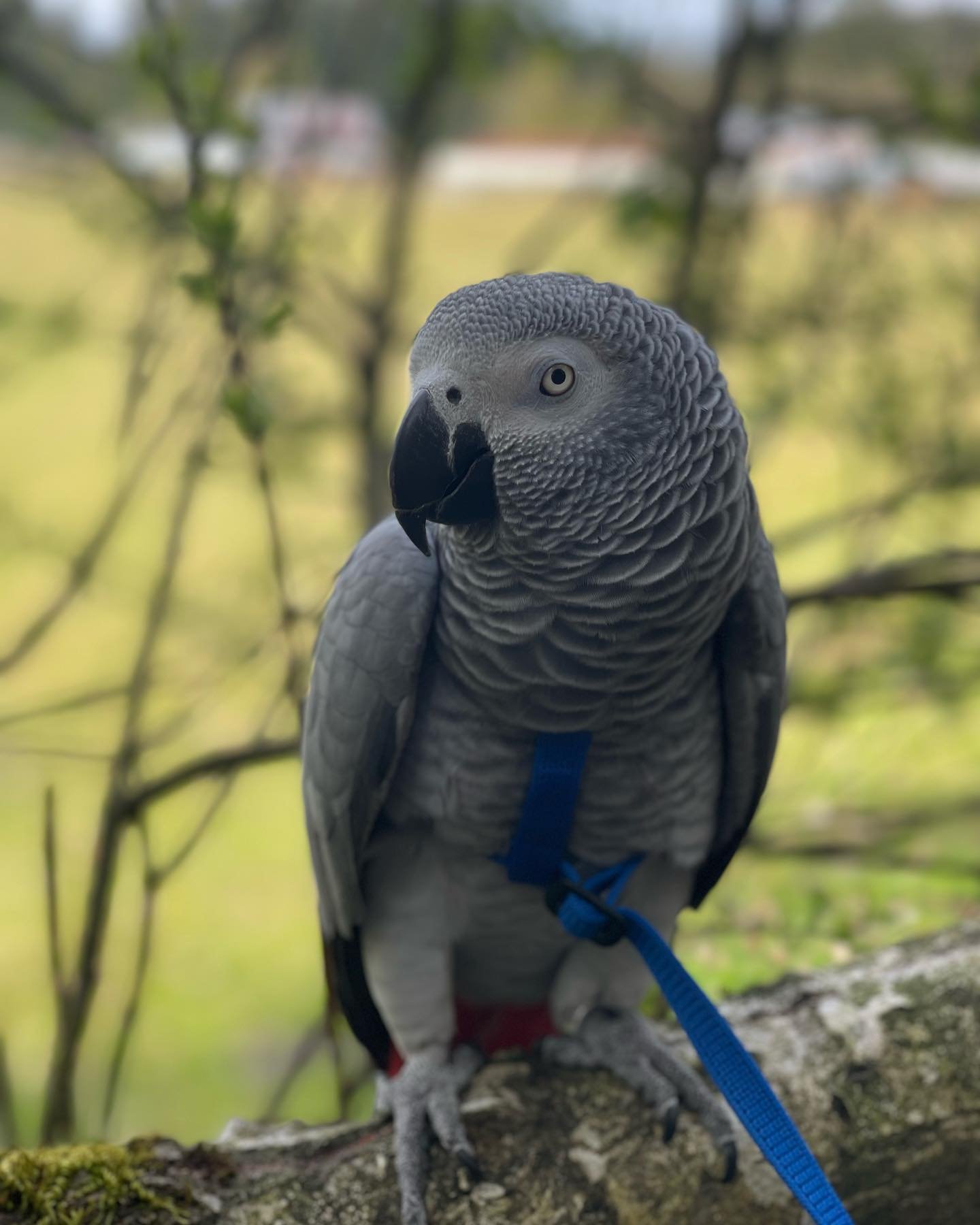African Grey Parrot - Einstein