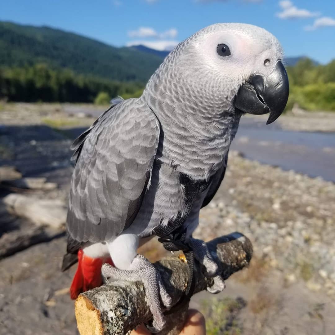 African Grey Parrot - Lexi