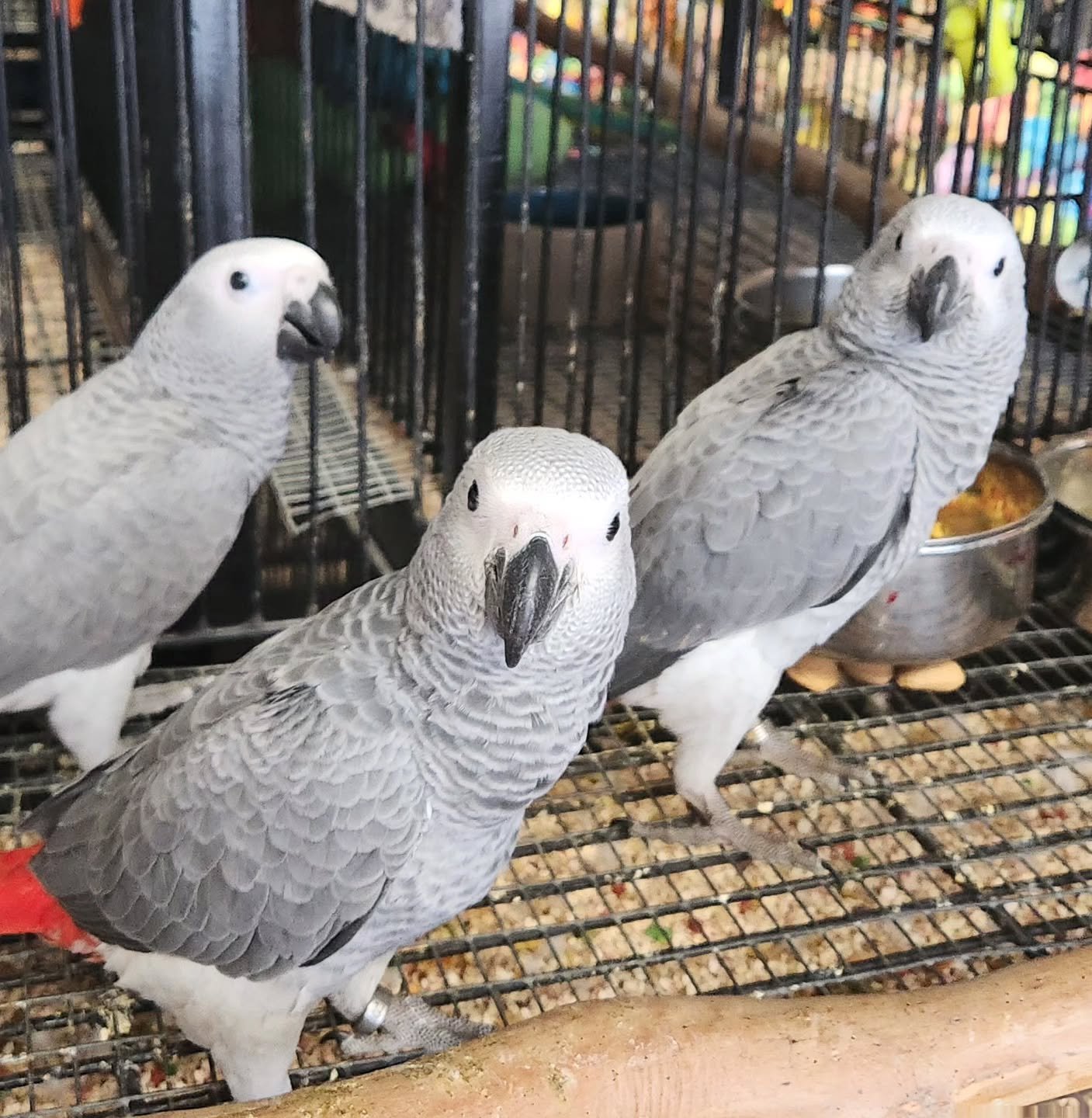 Colorful Macaw parrot at The Exotic Birdhouse